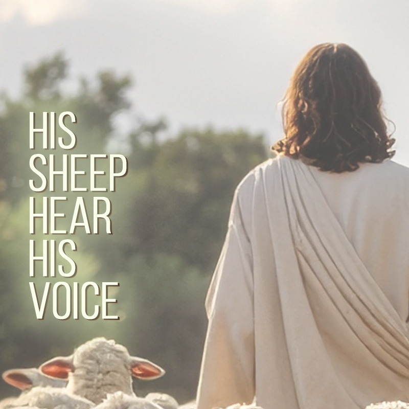 thumbnail his sheep hear